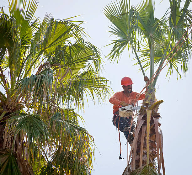 The Steps Involved in Our Tree Care Process in Dunstan, ME